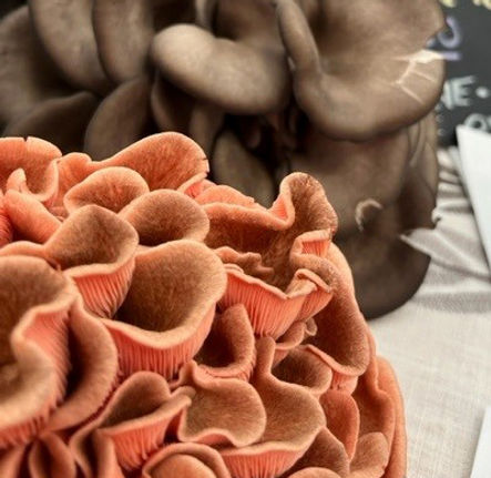 vendordirectory_grocery