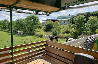 view of several cows grazing from the wagon on Elmira Wagon Ride Tour 
