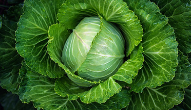 Close-up of a fresh, green cabbage head surrounded by layered green leaves. 