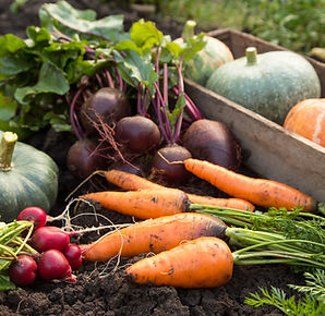 A selection of fresh picked root vegetables ready to be taken in from the field with a text overlay "St. Jacobs Farmers' Market"