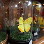 Beautiful butterfly art in a glass terrarium by Butterfly Art  