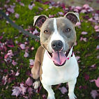 A very happy dog sitting in a leaf strewn field waiting for a treat from Fido & Fifi Dog Bakery