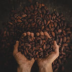 hands holding cocao beans from Chocosol Traders