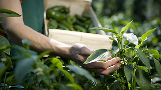 Local Farmers' Produce