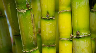 Sugar Cane Juice