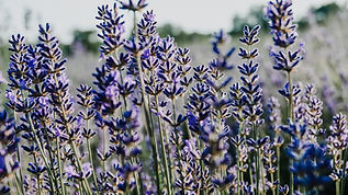Flower and Time Lavender Farm
