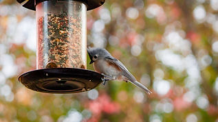Conestogo Bird Feed