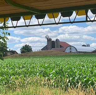 Beautiful view of a cornfields from the wagon on Elmira Wagon Rides Country Tour 