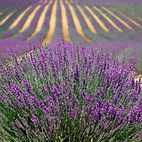 Sprawling field of lavender in bloom at Flower and Time Lavender Farm