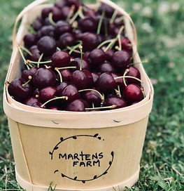 A basket of fresh cherries sitting on lush green grass 