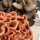 image of several varieties of mushrooms from Frontier Mushrooms